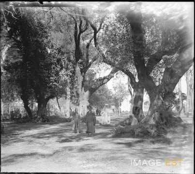 Bois sacré d'oliviers (Blida)