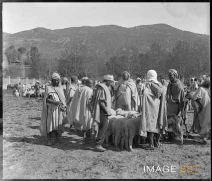 Kabyles avec leur troupeau (Tizi Ouzou)
