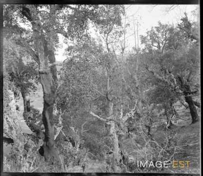 Arbres (Bougie ?)