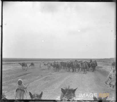 Caravane de dromadaires (Biskra ?)