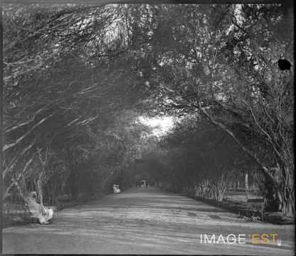 Allée du jardin public (Biskra)