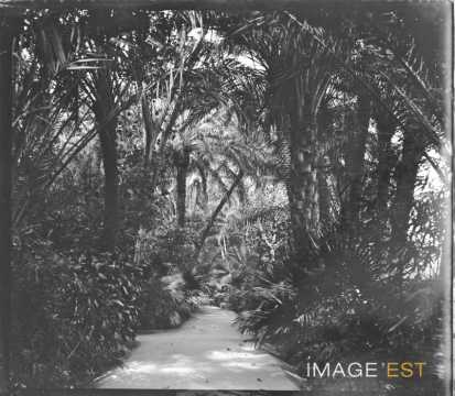 Allée du jardin Landon (Biskra)