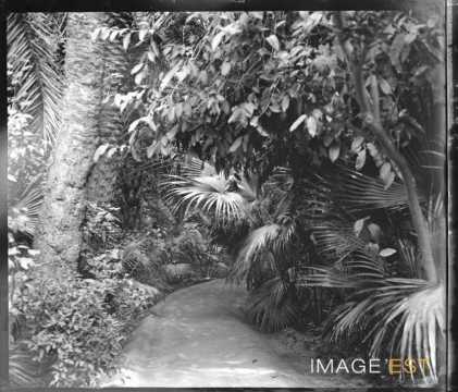 Allée du jardin Landon (Biskra)