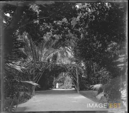 Allée du jardin Landon (Biskra)
