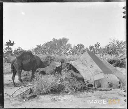 Campement d'un bédouin (Kairouan ?)