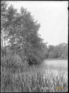 Étang (Bouxières-aux-Chênes)