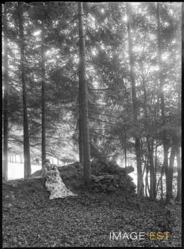 Aimée Michels dans une forêt (Bouxières-aux-Chênes)