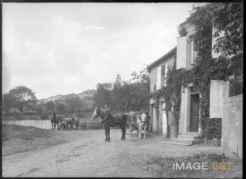 Attelages de chevaux (Agincourt)