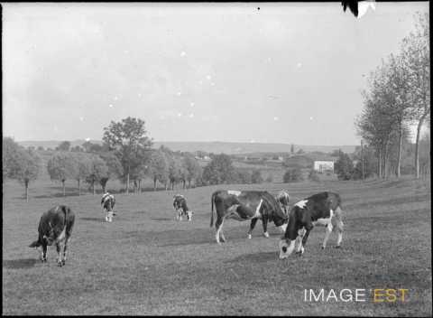 Vaches au pâturage (Martincourt)
