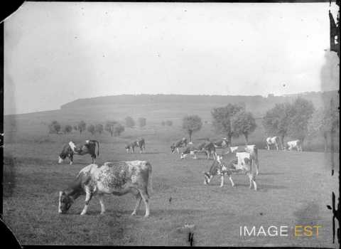 Vaches au pâturage (Martincourt)