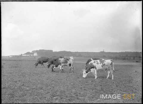 Vaches au pâturage (Martincourt)
