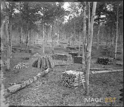 Coupe de bois (Toul)