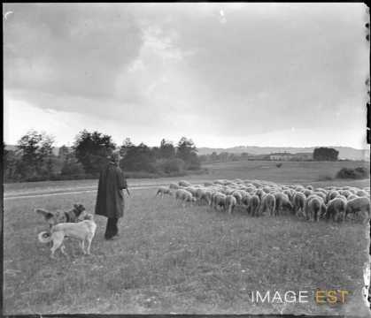 Berger et son troupeau de moutons (Portieux).