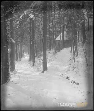Allée dans un bois (Eulmont)
