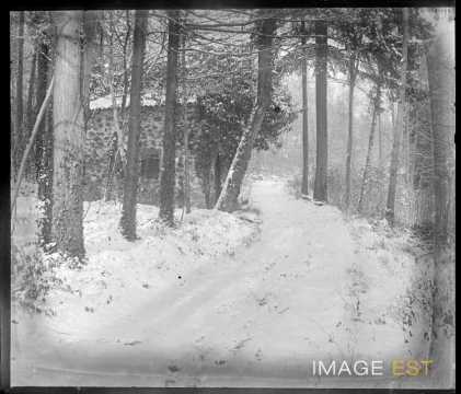 Chemin en forêt (Eulmont)