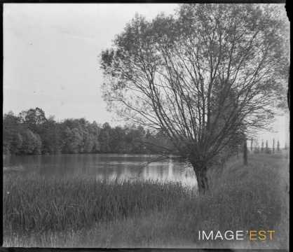 Rivière du Rupt-de-Mad (Rembercourt-sur-Mad)