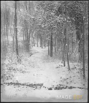 Sous-bois sous la neige (Eulmont)