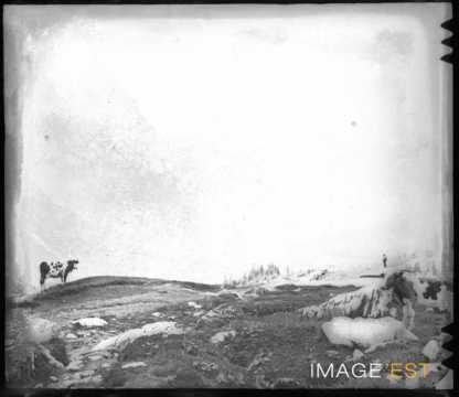 Vaches dans un alpage (Berne)