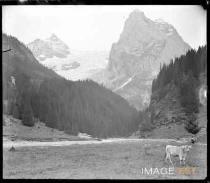 Vaches dans un alpage (Berne)