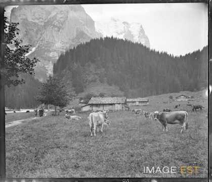 Vaches dans un alpage (Lauterbrunnen)