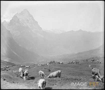 Vaches dans un alpage (Suisse)