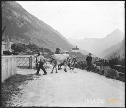 Boeufs sur la route (Wassen)