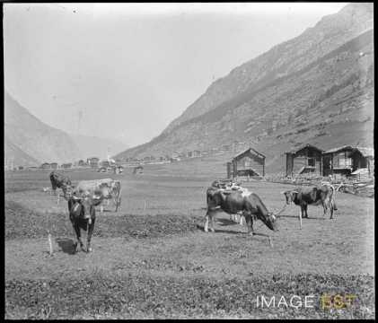 Vaches dans un alpage (Randa)