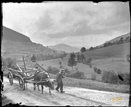 Attelage bovin (Plainfaing)