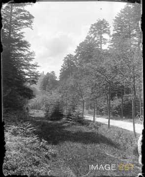 Chemin forestier (Alsace)