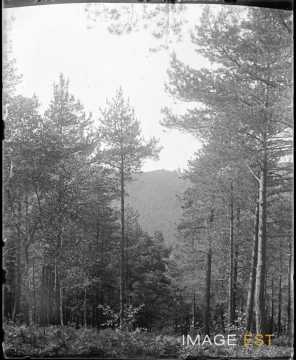 Panorama du château (Wangenbourg-Engenthal)