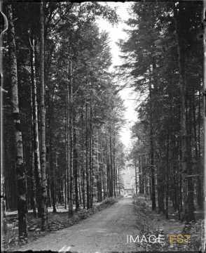 Allée arborée (Le Hohwald)