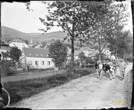 Attelage de bovins (Alsace)