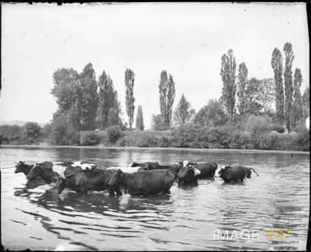 Troupeau de vaches (Arry)