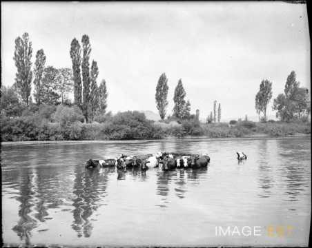 Troupeau de vaches (Arry)