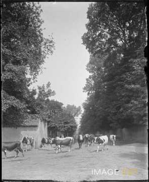 Retour de pâturage (Art-sur-Meurthe)