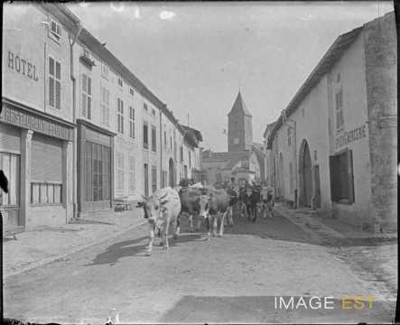 Troupeau de vaches (Ceintrey)