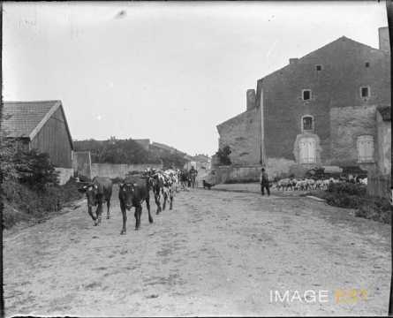 Troupeau de vaches (Meurthe-et-Moselle)