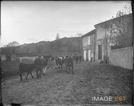 Retour de pâturage (Meurthe-et-Moselle)