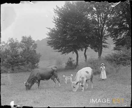 Bovins au pâturage (Lorraine)