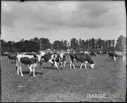 Vaches au pâturage (Lorraine)
