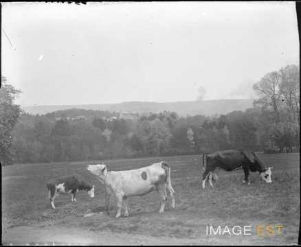 Vaches au pâturage (Champigneulles)