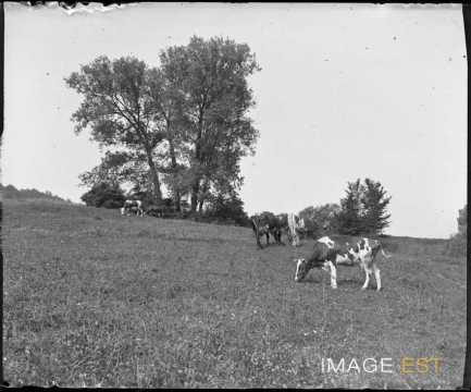 Vaches au pâturage (Champigneulles)