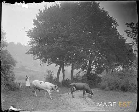 Bovins au pâturage (Lorraine)