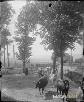 Troupeau de bovins (Lorraine)