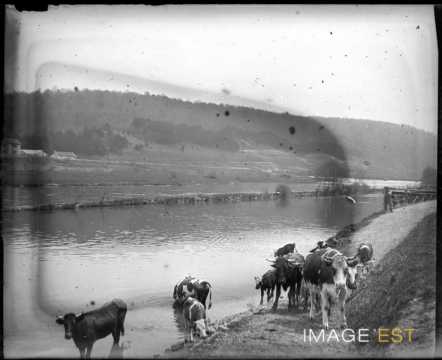 Vaches à l'abreuvoir (Lorraine)
