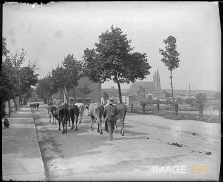 Retour de pâturage (Saint-Nicolas-de-Port)