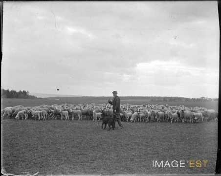 Berger et ses moutons (Lorraine)