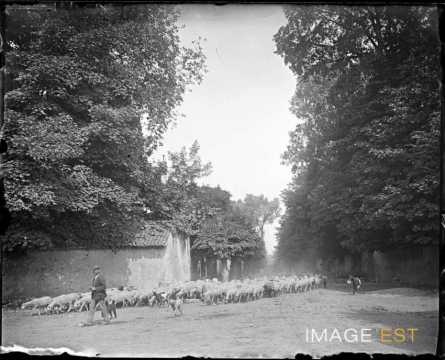 Retour de pâturage (Art-sur-Meurthe)