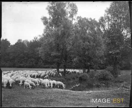 Troupeau de moutons (Nomeny)