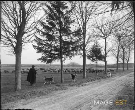 Moutons au pâturage (Lorraine)